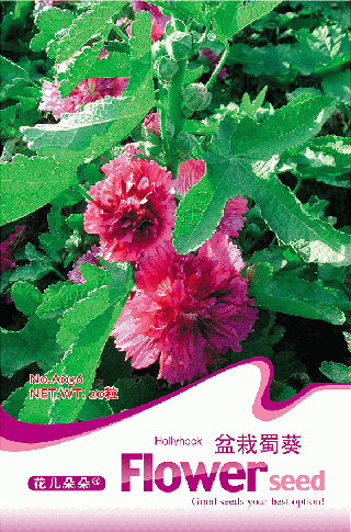 Pink Hollyhock