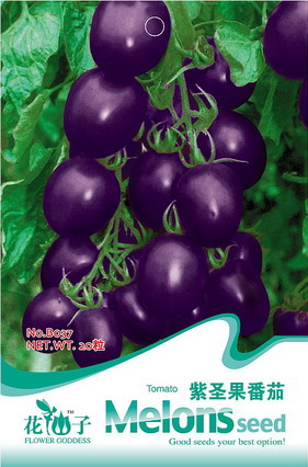 Purple fruit tomato