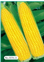 Corn gloden glutinous