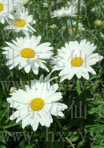 Chrysanthemum maximum