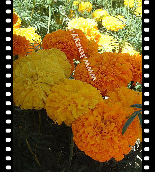 Aztec Marigold