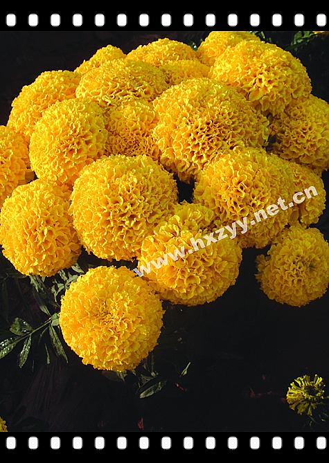 F1 Aztec Marigold Yellow