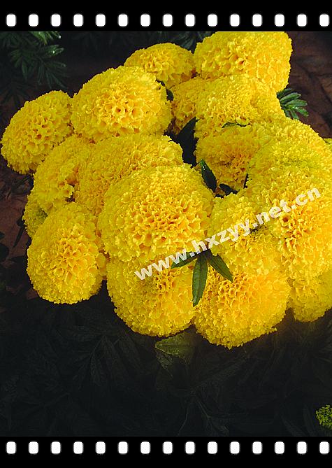 F1 Aztec Marigold Yellow Discover