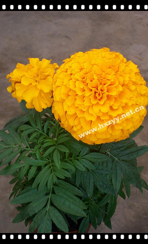 F1 Aztec Marigold Golden Discover