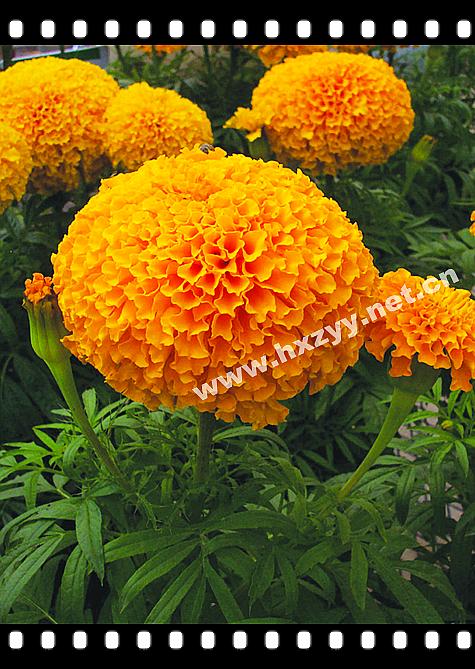 F1 Aztec Marigold Golden Miracle