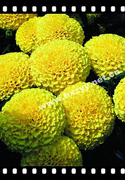 F1 Aztec Marigold Yellow Boxing