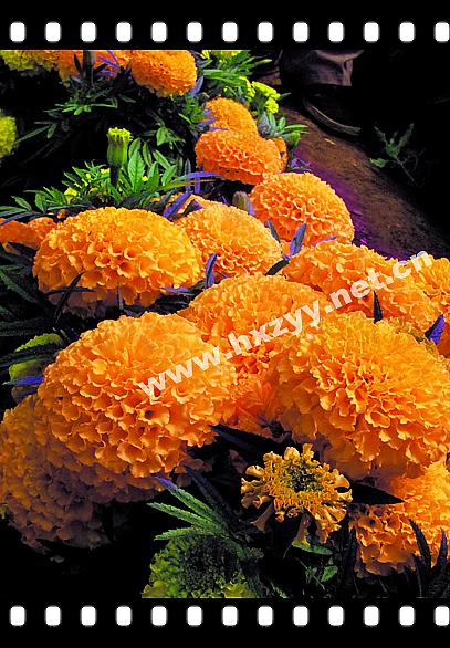 F1 Aztec Marigold Golden Boxing