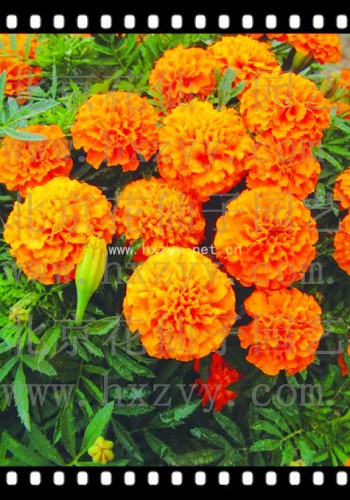 French Marigold