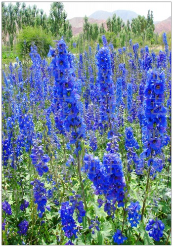 Blue Rocket Larkspur