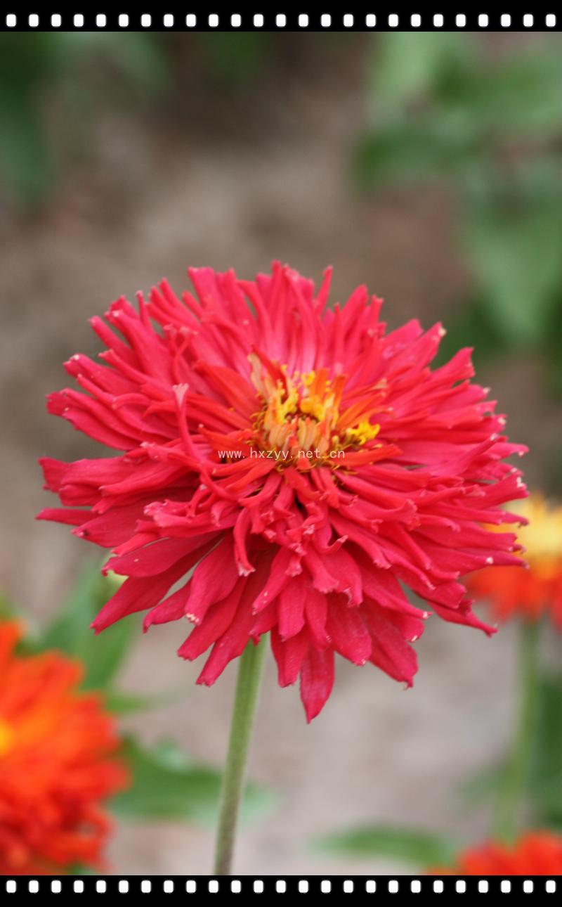 Zinnia۾ջղ