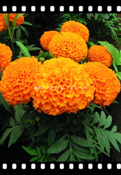 F1 Aztec Marigold Golden Goddess