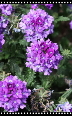 verbena Dark Blue