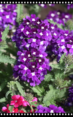 verbena Blue