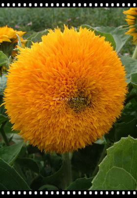 Happy sunflower 