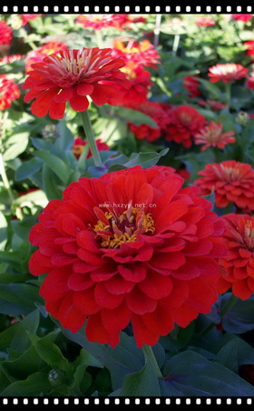 cut Zinnia red