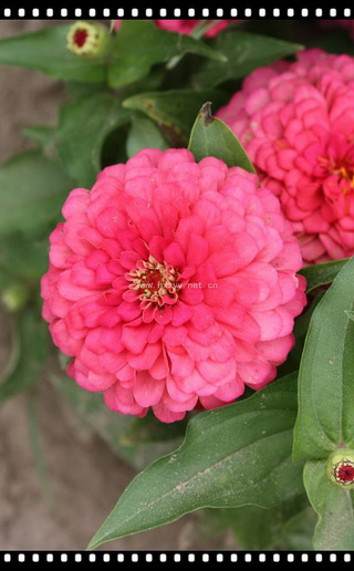 F1 Zinnia Dahlia, Annual mix