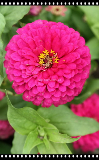 F1 Zinnia pink