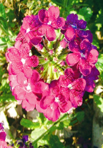 verbena Pink