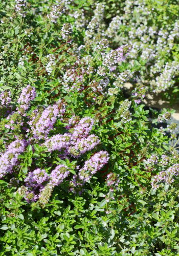 Thyme