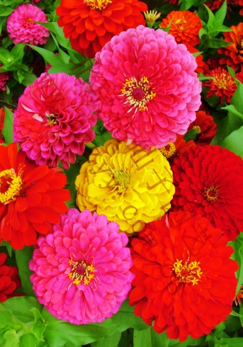 ZinniaղѤ 