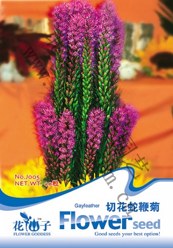 Cut Liatris Spicata Seeds