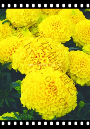 F1 Aztec Marigold Yellow Goddess