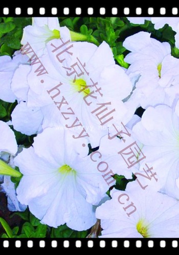 F1 pretty Petumia white