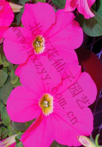 F1 pretty Petumia pink