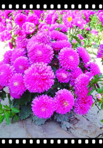 balcony china aster Pink 