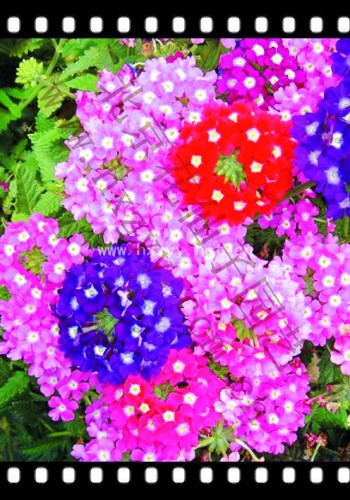 verbena Mix 