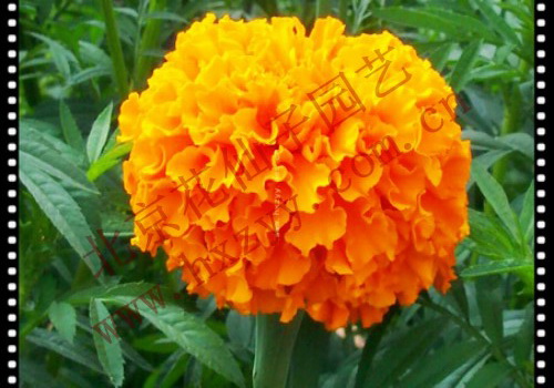 Aztec Marigold Yellow 