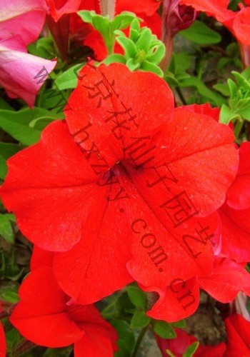 F1 pretty Petumia red