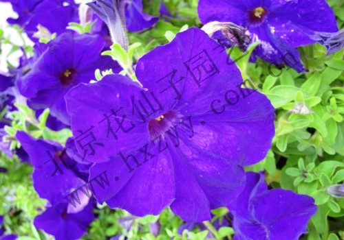 F1Petumia blue