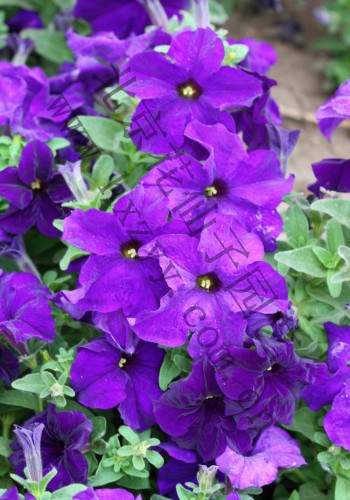 F1 Hawaii petunia