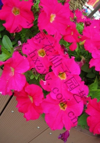 F1 Hawaii petunia pink