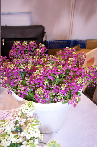 spice snowball-Sweet Alyssum pink